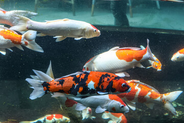 A variety of colors and patterns of koi fish swimming in a glass pond.