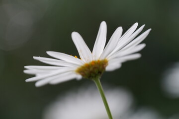 Side view of white daisy with elongated petals and golden disc with orange pollen creates a delicate floral scene of clarity elegance and quiet botanical beauty