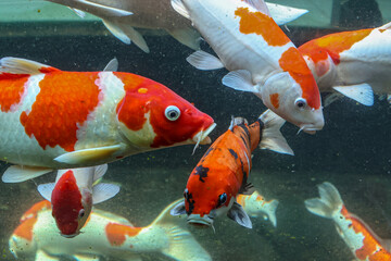 A variety of colors and patterns of koi fish swimming in a glass pond.