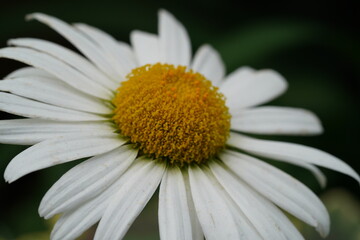 Red Gerbera Daisy with vibrant petals showcasing ornamental garden beauty