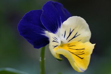 Vibrant pansy with deep violet creamy white and bright yellow petals