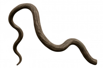 Brown monkey tail with furry texture curving, isolated as an animal appendage on transparent background