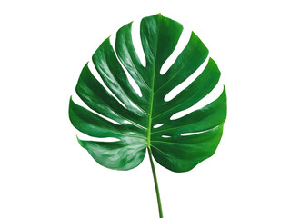 Vibrant green monstera leaf on a white background.