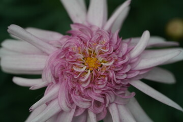 Layered pink flower with curling petals and golden orange center in bloom