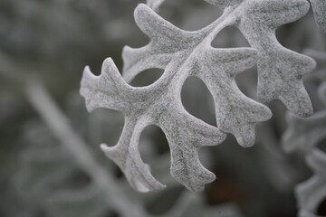 Dusty Miller leaf silvery white deeply lobed velvety and texturally elegant