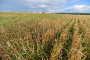 Expansive Vast Golden Fields of Recently Harvested Crops Set Against a Beautiful Blue Sky Above