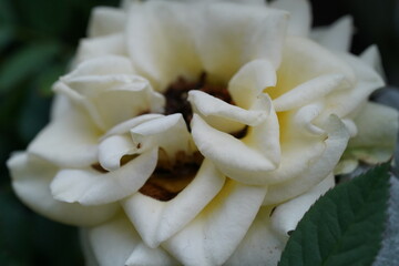 creamy white rose with curled petals subtle brown center and green leaf