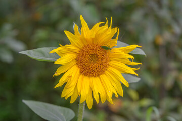 A Bright and Vibrant Sunflower in Full Bloom Set Against a Lush Green Background