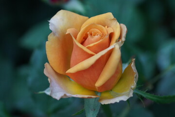 orange yellow rose with gradient petals fully bloomed and vibrant warmth