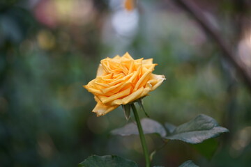 orange yellow rose with gradient petals fully bloomed and vibrant warmth