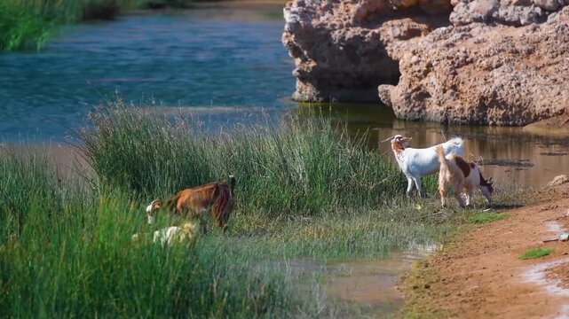 A serene natural landscape in Oman where the vibrant blue green water meets the rocky shore and lush reeds. A herd of domestic goats grazes peacefully at the water's edge, highlighting the unique coex