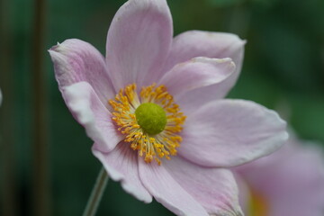 Obraz premium five petaled pink bloom with golden stamens green center and delicate veins