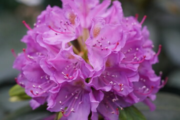 vibrant purple rhododendron with ruffled petals and pink tipped stamens