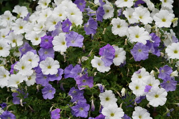 dense cluster of white and purple petunias trumpet shaped and vibrant