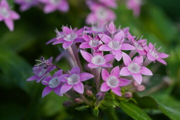 vibrant pink star shaped flowers five petals white centers symmetrical