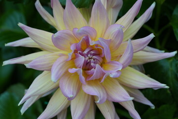 pastel dahlia soft yellow pink lavender petals spiraling in harmony