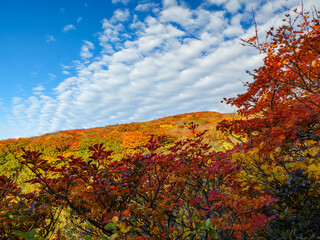 紅葉の栗駒山