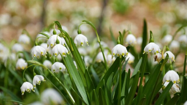 Delicate spring snowflake flowers swaying in wind