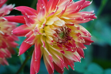 fiery dahlia petals flaring pink to golden yellow layered radiant bloom