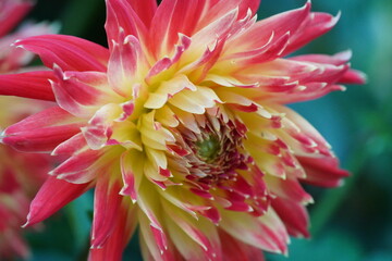 fiery dahlia petals flaring pink to golden yellow layered radiant bloom