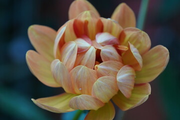 peach pink dahlia layered petals streaked yellow radial luminous bloom