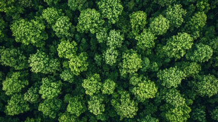 Naklejka premium A dense forest canopy with green leaves and a mix of tree species.