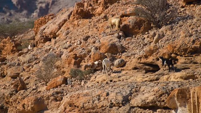 A herd of wild goats navigates the steep, rocky terrain of a dry, mountainous landscape. The scene captures the resilience of wildlife in a harsh desert environment