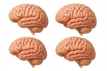 Human brain organ illustrating anatomy, intelligence, science, medical research, and mental health concepts