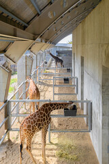 茨城県・霞ヶ浦ふれあいランドの現代的な建築と動物たち