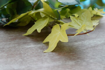 cluster of yellow green lobed leaves reddish stems softly lit textured