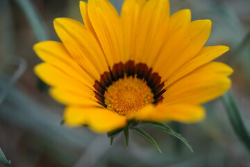 vibrant yellow bloom petals streaked orange dark brown center sunburst