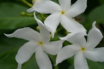 Fototapeta premium three white pinwheel like blooms five petals yellow centers green foliage