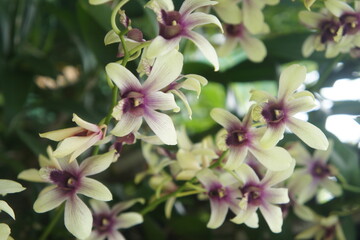 Dendrobium orchid with light petals and purple center showing tropical elegance