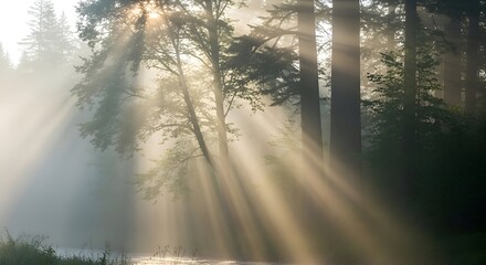 Fototapeta premium Sunbeams Through the Forest - A Serene Morning Scene.