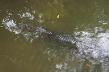Mecistops slender snouted crocodiles of Africa with long narrow snouts for catching fish