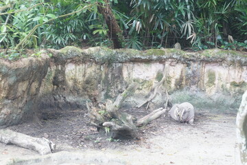 Babirusa the pig like mammal with unique tusks native to the Indonesian islands