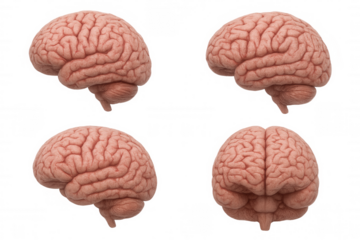 Human brain models displaying intelligence, learning, memory, and cognitive process concepts on transparent background