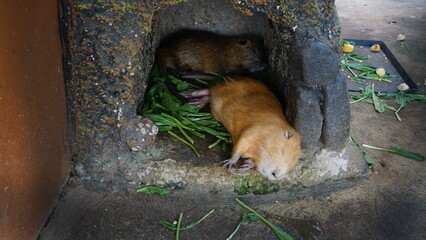 Naklejka premium Nutria sleeping in an artificial cave-like cage.