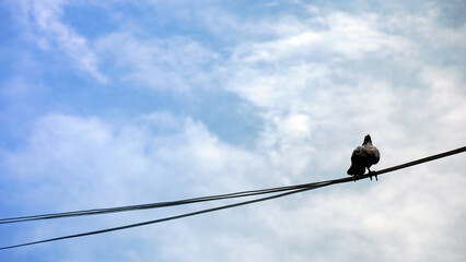 Dove resting on crisscrossing power lines, set against a bright blue sky with soft, wispy white clouds.