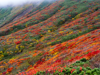 紅葉の栗駒山