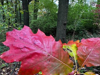 Autumn, autumn leaves, background, fading, falling leaves, flora, flying, foliage, autumn leaf in a puddle