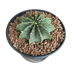 cactus in pot isolated on white background