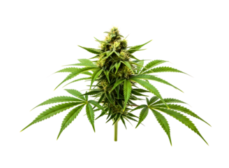Close up of a cannabis bud isolated on transparent background