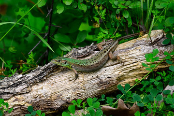 European Green Lizard - female // Östliche Smaragdeidechse - Weibchen (Lacerta viridis meridionalis) - Primorsko, Bulgaria