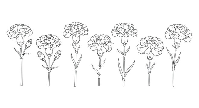 Collection of delicate line art drawings of carnation flowers on a white background