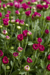 Close-up of purple chrysanthemum flowers