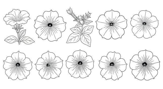 Collection of hand drawn petunia flowers in a botanical illustration style