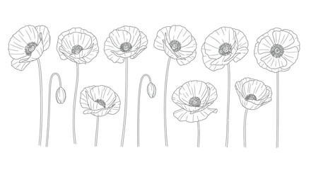Delicate line drawing of a cluster of poppy flowers in bloom