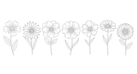 Delicate line drawing of seven different floral stems
