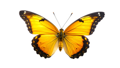 Vibrant yellow butterfly with black and orange accents on its wings, captured in detailed close up view showing delicate patterns and textures